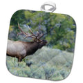 Bugling Bull Pot Elk Mountain Holder Rocky 3dRose