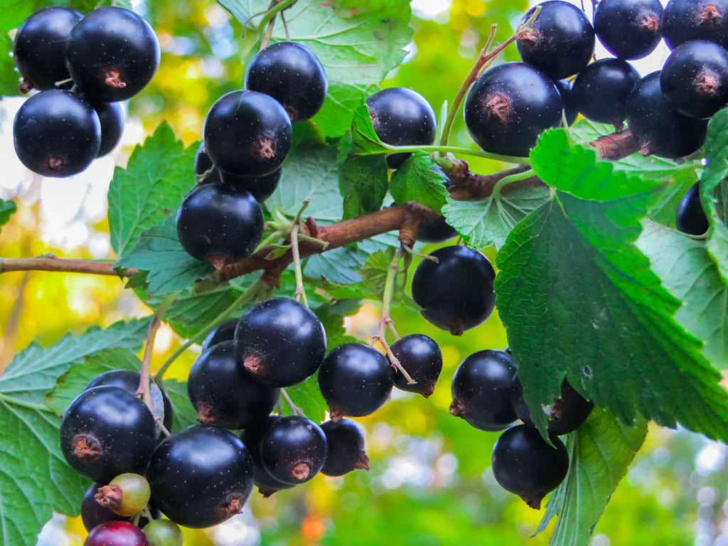 Live 2 Food Raw, to by Powder, Organic Currant Non-GMO, — Pounds Kosher — Vegan,